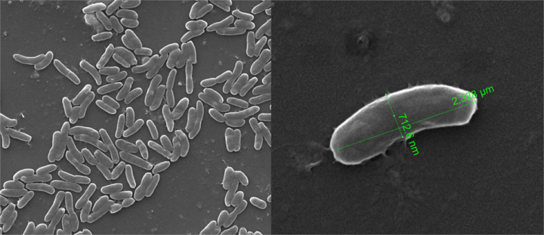 Una bacteria clave para el desarrollo de la agricultura tiene DNI argentino