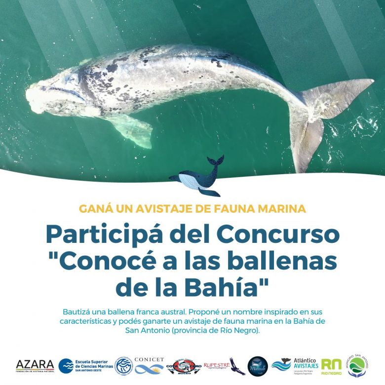 Bautizá a una ballena y participá por un avistaje de nuestra fauna marina