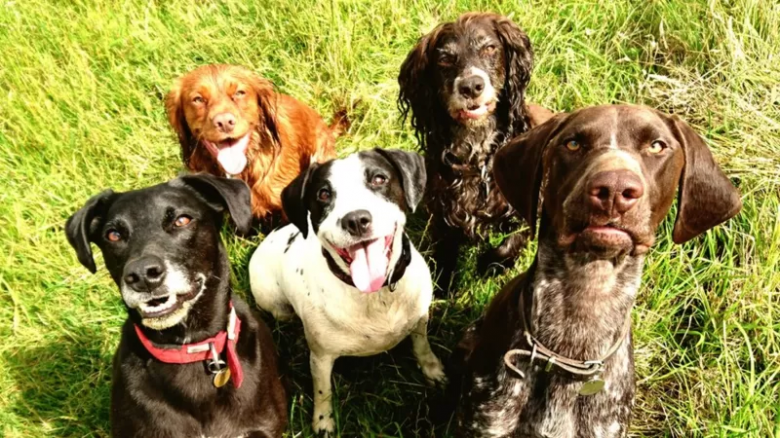 Los perros lloran de alegría cuando se reencuentran con sus dueños, según un nuevo estudio