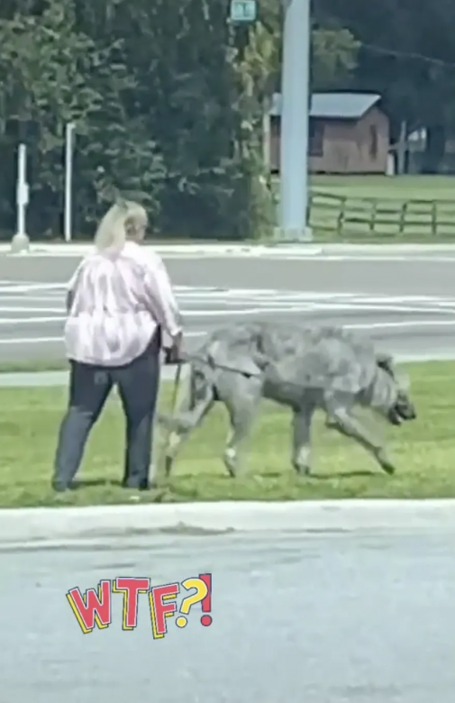 “¿Un lobo de Game of Thrones?”: salió a pasear a su mascota y dejó atónitos a todos