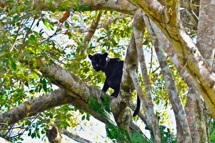 La increíble vida de los jaguares en el Amazonas