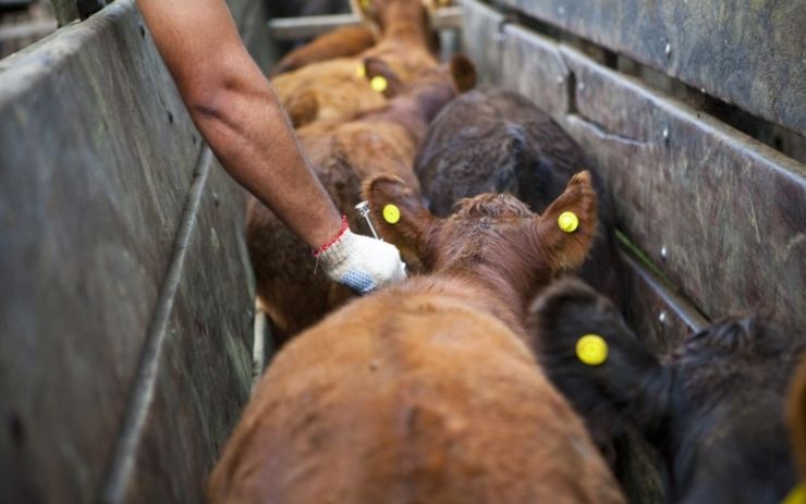 El Plan Provincial de Brucelosis suma a productores de la agricultura familiar