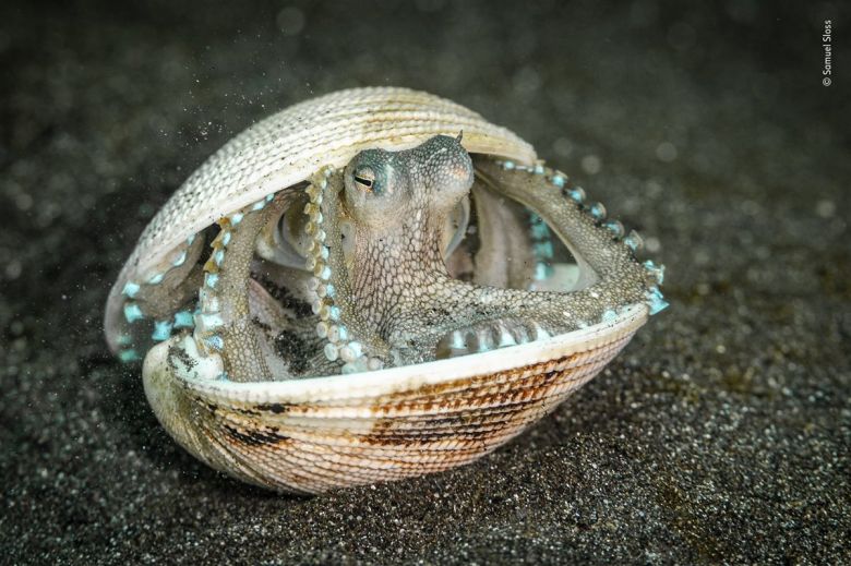 The Octopus Case