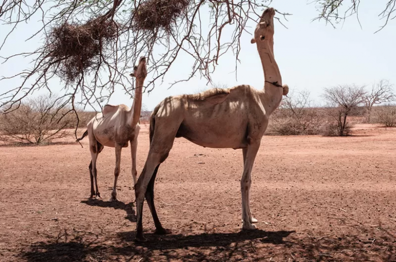 Qué es el fenómeno del "triple episodio” de La Niña sobre el que advierte la ONU