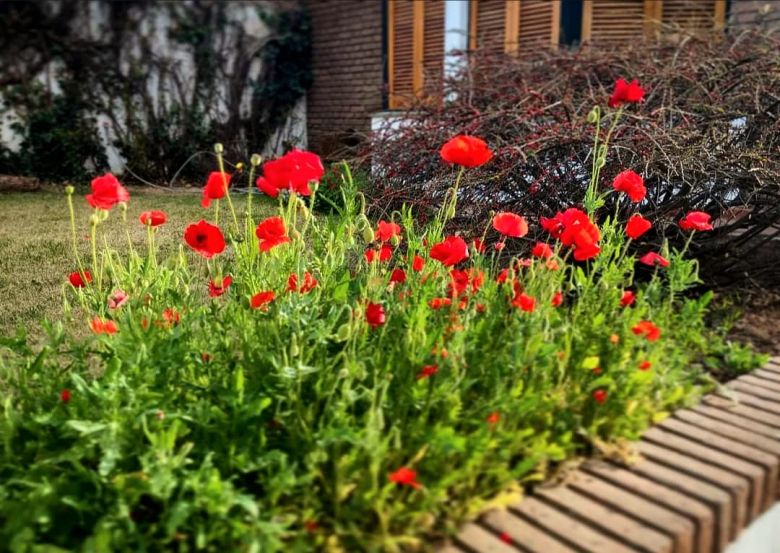 Amapolas