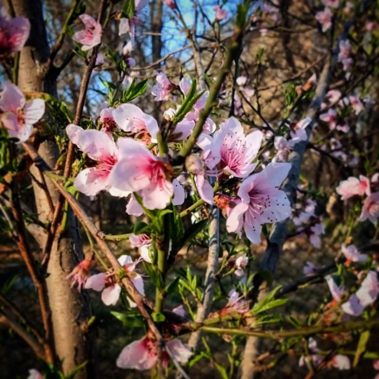 Duraznero en flor