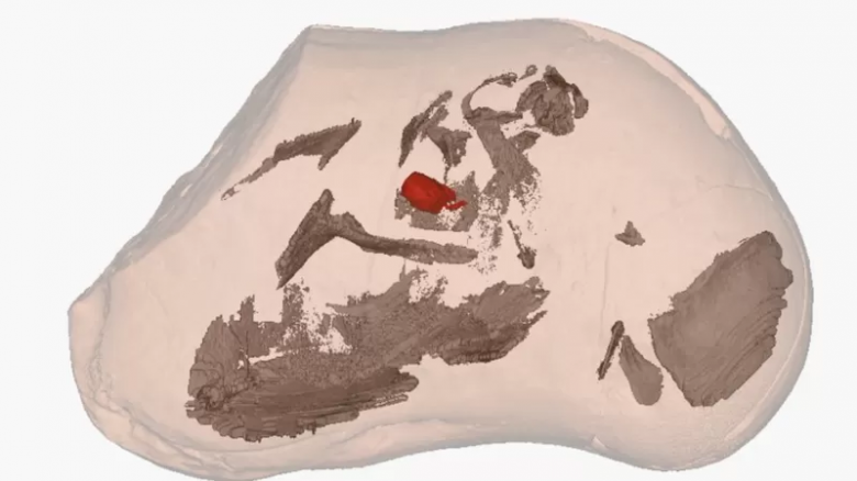 Hallan el corazón más antiguo del mundo en un pez prehistórico