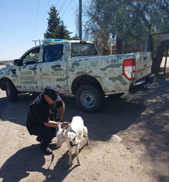 La policía secuestró animales sueltos en la vía pública