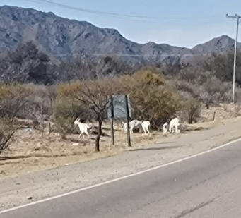 La policía secuestró animales sueltos en la vía pública