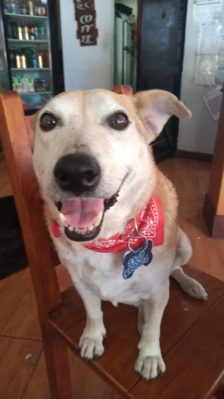 Corchito, el perro que “atiende” en un bar de Chivilcoy