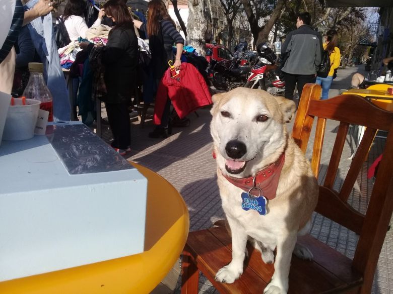 Corchito, el perro que “atiende” en un bar de Chivilcoy