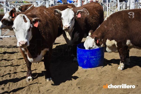 Remates, charlas y una variedad de expositores, abrió la expo rural San Luis