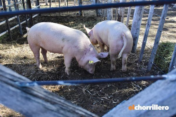 Remates, charlas y una variedad de expositores, abrió la expo rural San Luis