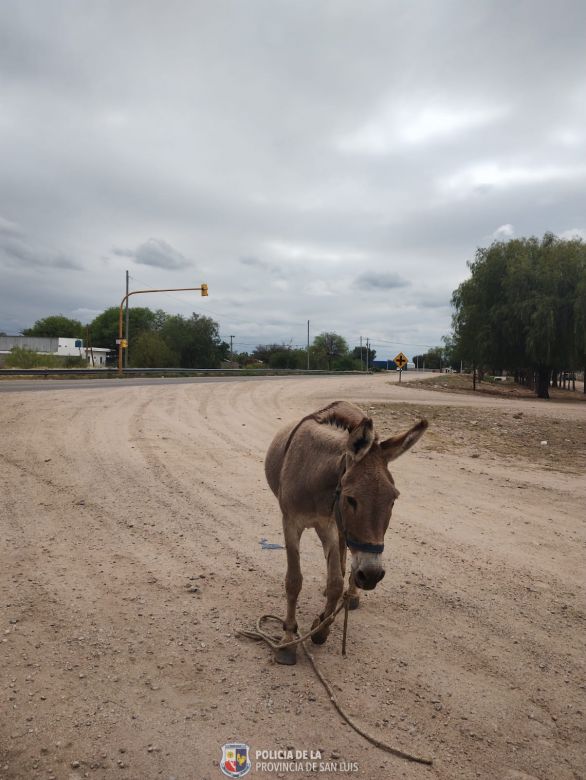 21 animales secuestrados por deambular sueltos en la vía pública