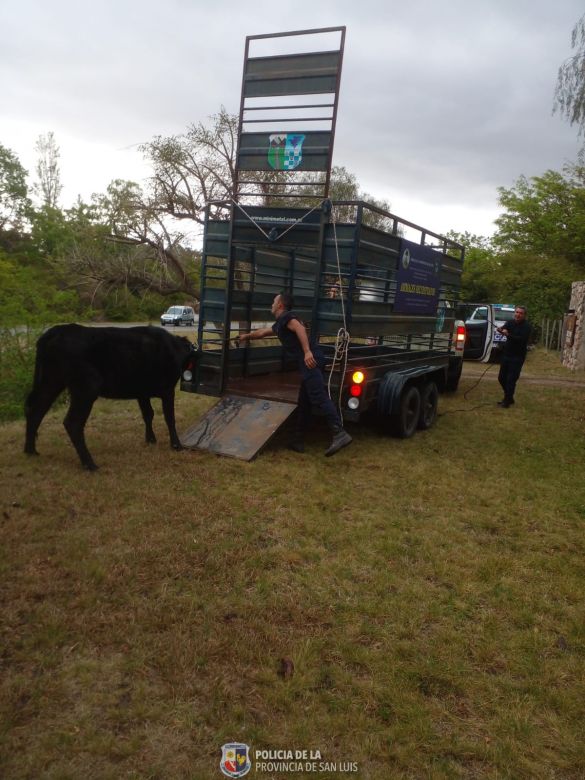 21 animales secuestrados por deambular sueltos en la vía pública