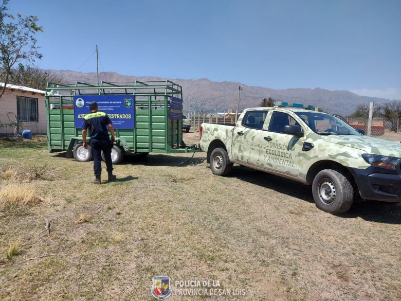 21 animales secuestrados por deambular sueltos en la vía pública