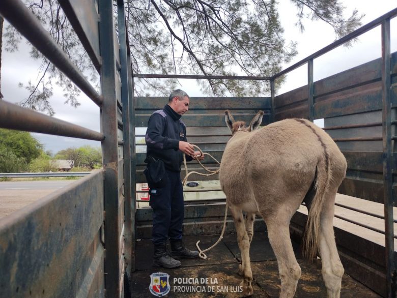 21 animales secuestrados por deambular sueltos en la vía pública