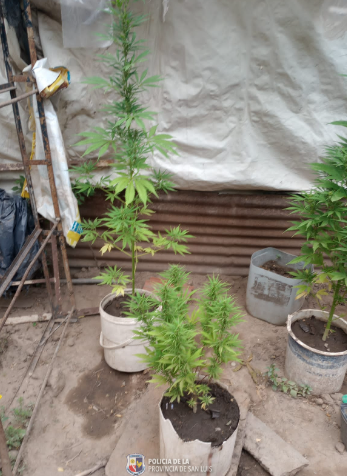 Secuestraron una motocarga y plantas de marihuana en dos allanamientos