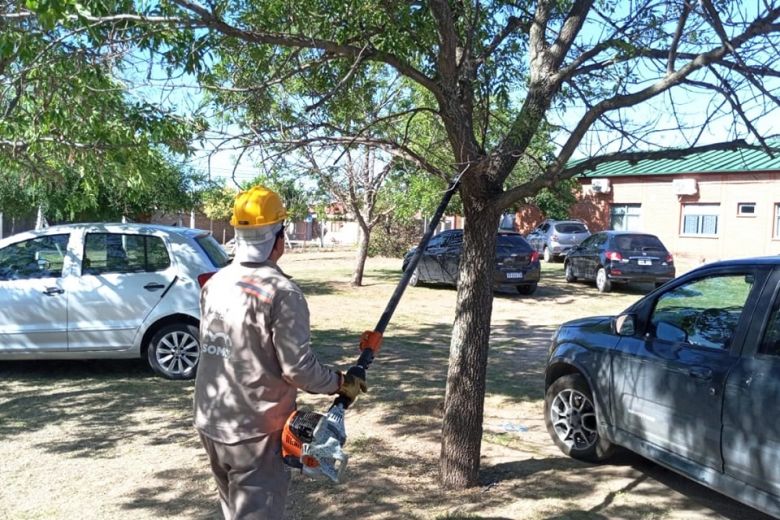 Tareas de poda en diferentes sectores de la ciudad