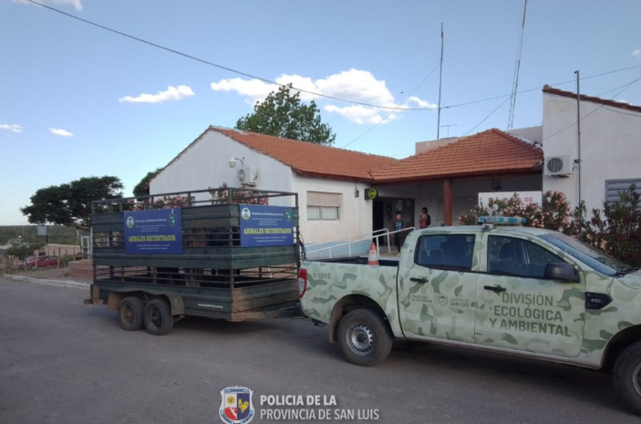 La policía secuestró animales sueltos en la vía pública