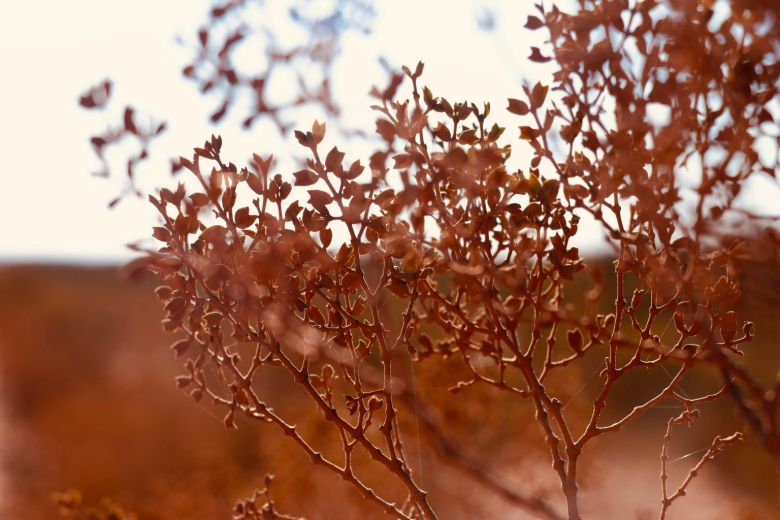 El concurso fotográfico “Flora nativa, retratando nuestra identidad” ya tiene sus tres ganadores