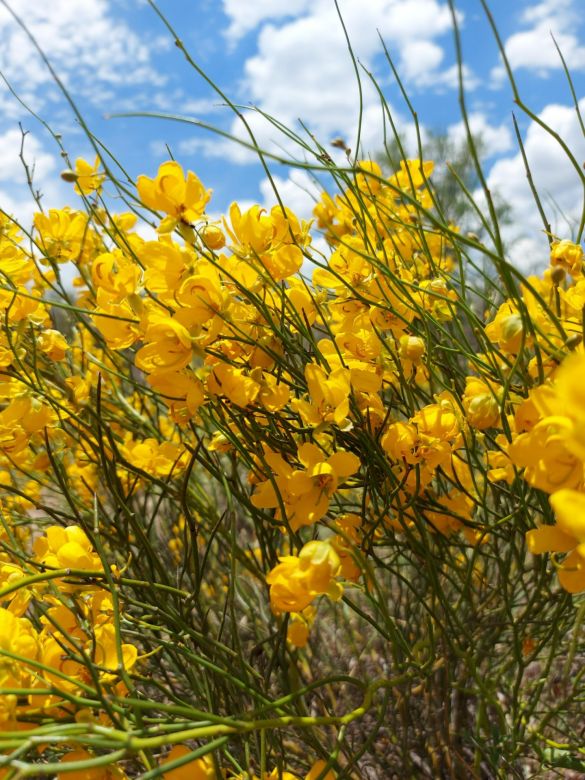 El concurso fotográfico “Flora nativa, retratando nuestra identidad” ya tiene sus tres ganadores