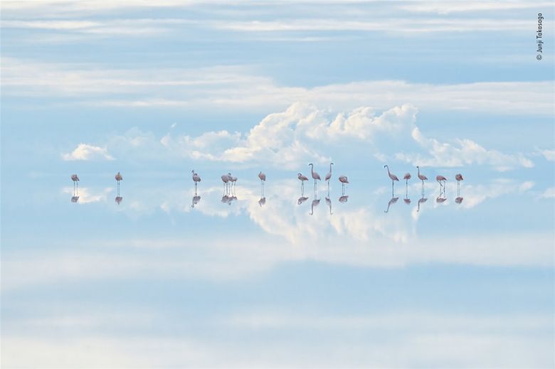 Flamencos entre las nubes