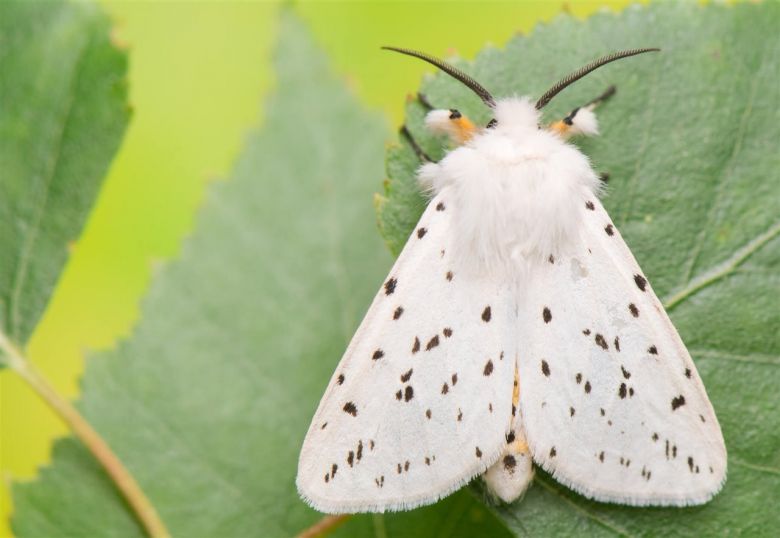 Blanco para la ocasión