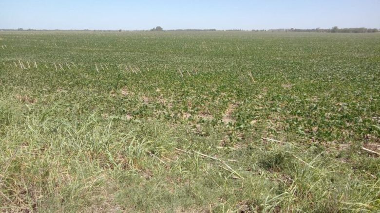 La sequía dejará 15 mil millones de dólares menos