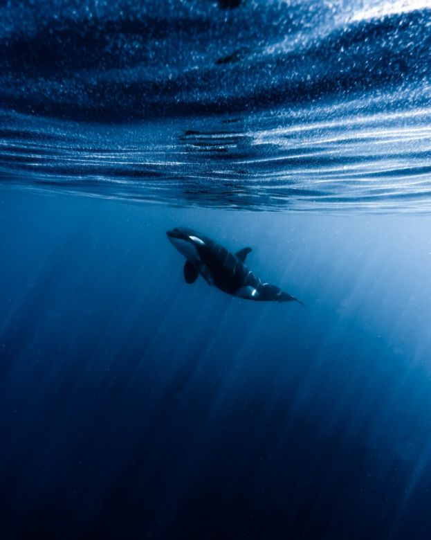 El joven argentino que se convirtió en explorador de National Geographic y retrata las profundidades