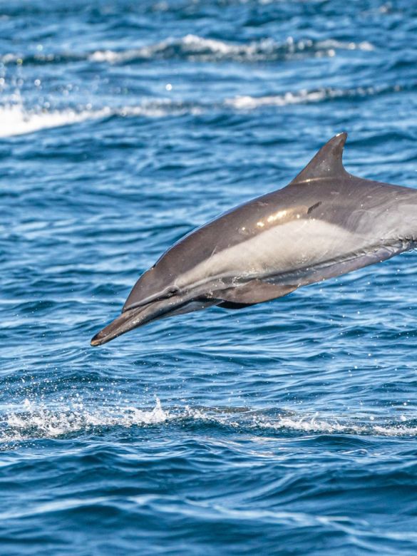 El joven argentino que se convirtió en explorador de National Geographic y retrata las profundidades