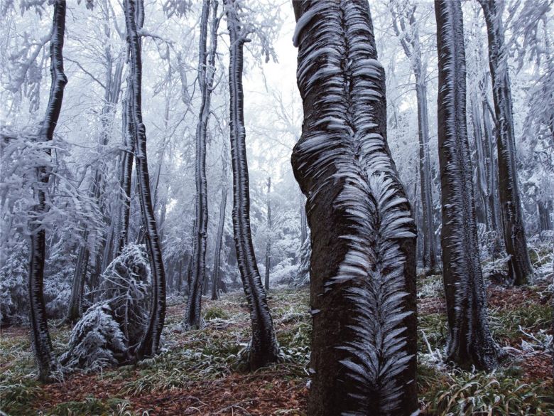 El Bosque de los Beskides Occidentales