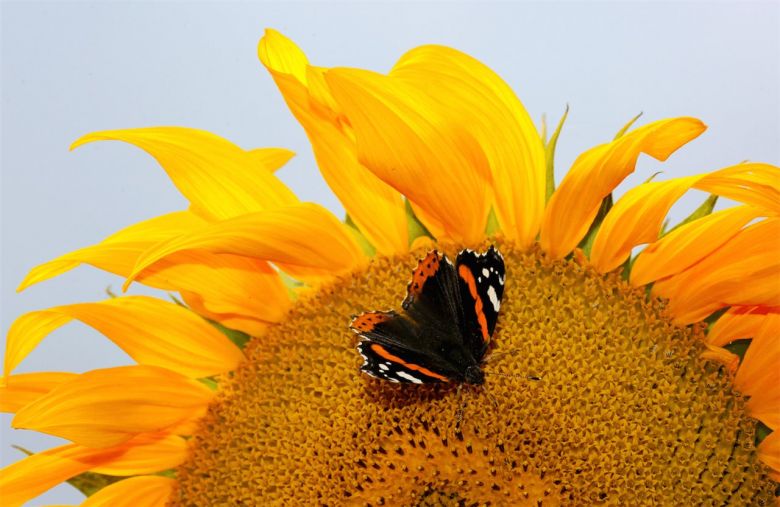 La mariposa almirante