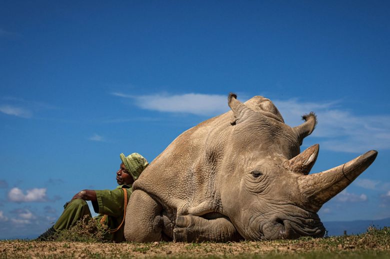 Ol Pejeta Conservancy, Nanyuki, Kenia