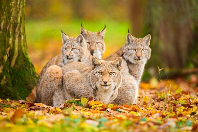 Una familia felina