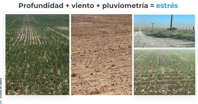 Un productor asegura que el trigo HB4 crece hasta en las toscas