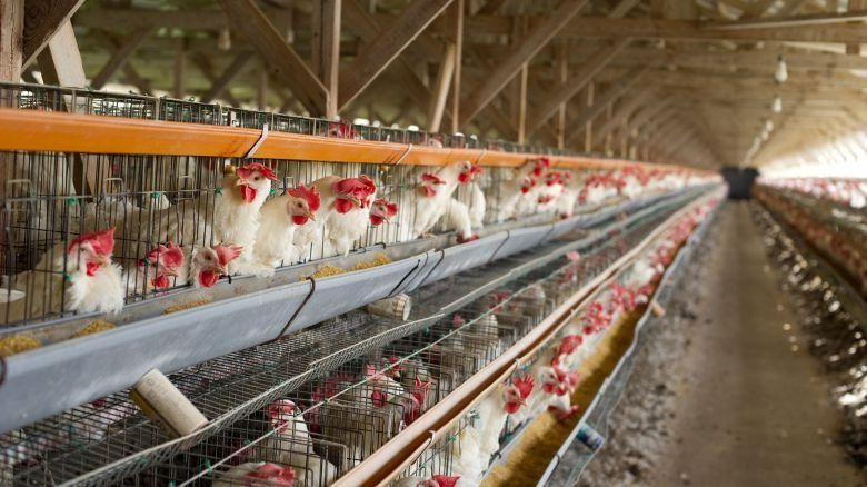 Reportan el primer caso de Influenza en aves de corral y suspenden exportaciones