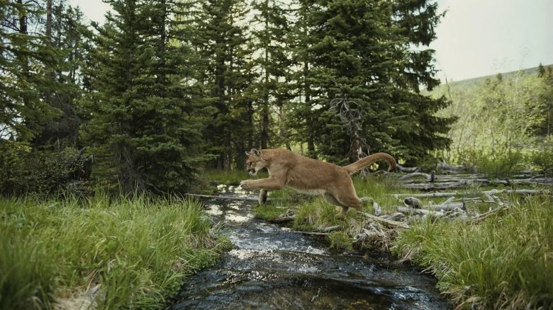Para llegar a una isla deshabitada, este puma hizo "algo totalmente inesperado” 
