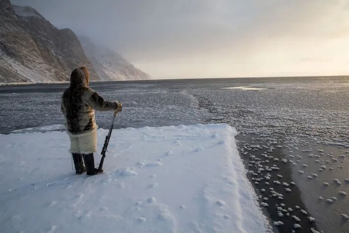 El hielo del Ártico se derrite cada vez más y la vida marina sufre