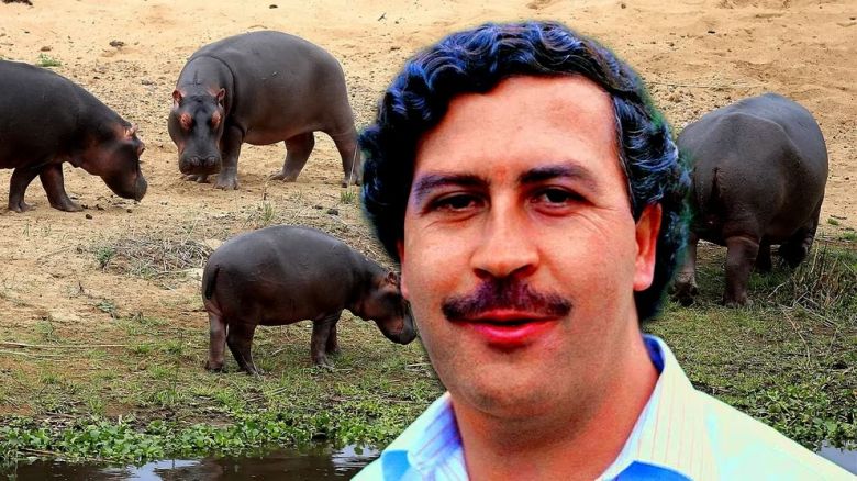Cuánto costará el traslado de los hipopótamos de Pablo Escobar hasta México y la India