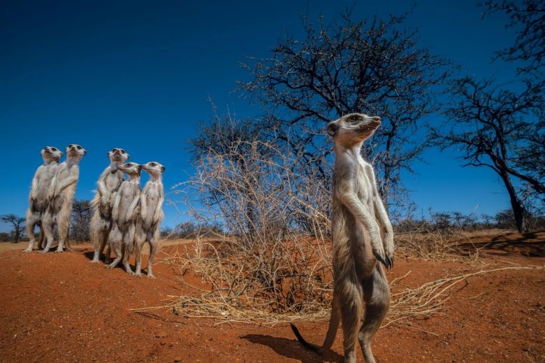 Suricatas del desierto del Kalahari