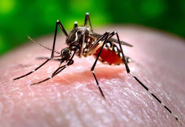 Confirmaron 10 nuevos casos de Dengue en Villa Mercedes.
