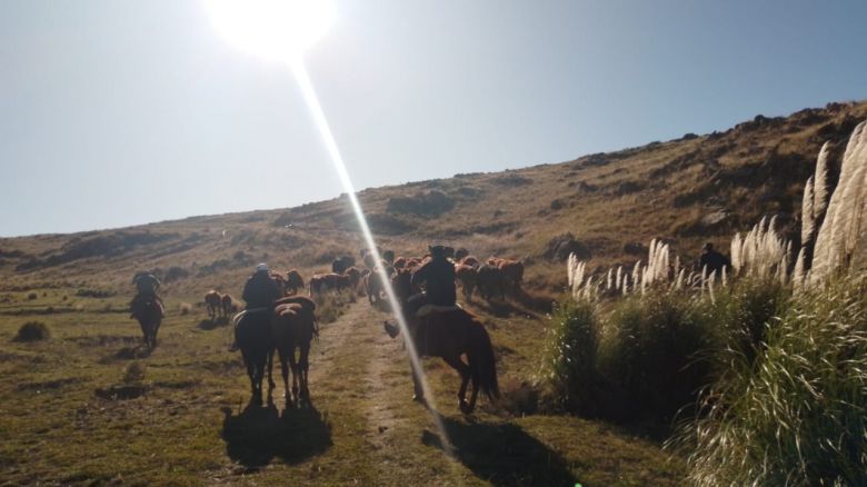 La Carolina: la Policía recuperó cincuenta animales vacunos.