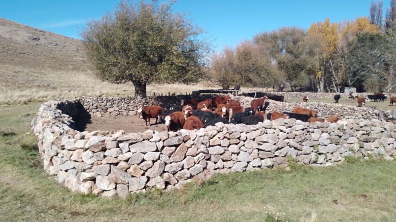 La Carolina: la Policía recuperó cincuenta animales vacunos.