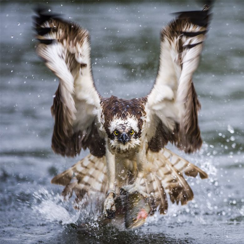 El poder del águila pescadora