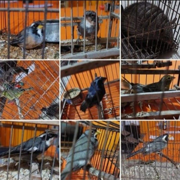  Villa Mercedes: la Policía rescató más de 140 animales en cautiverio