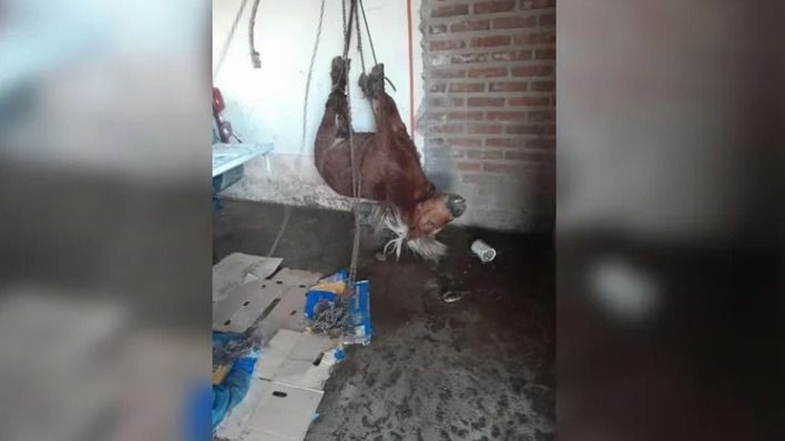 El pony de Quines murió por "alteración digestiva", según la necropsia