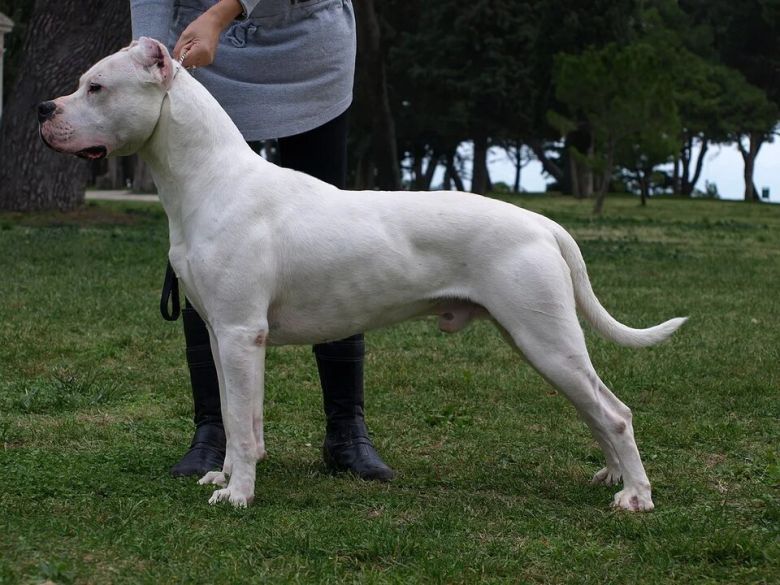 Un dogo argentino atacó a un joven de 14 años en Villa María