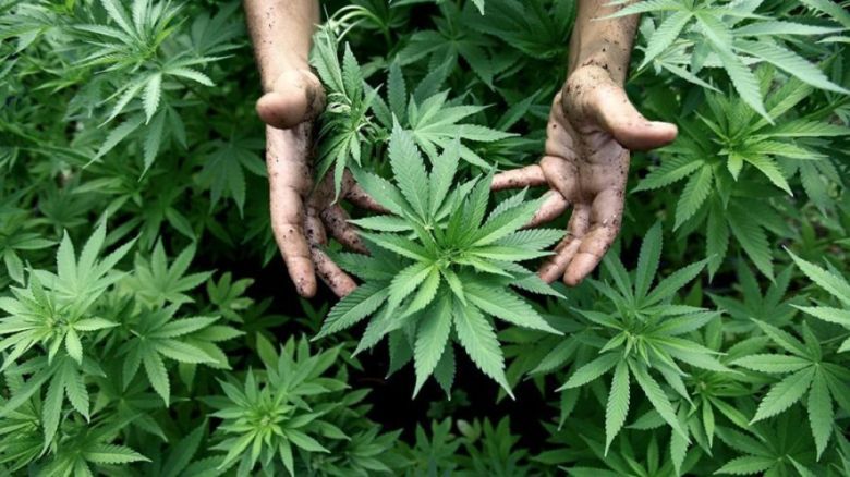 El Gobierno reglamentó la ley de cannabis
