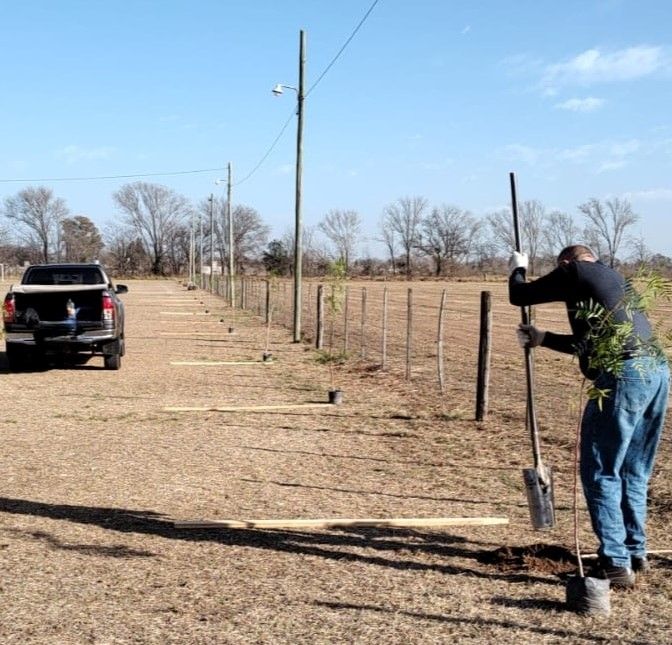Comenzó la forestación en el predio de la Sociedad Rural